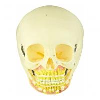Crânio Infantil com Mandíbula Aberta em 2 Partes - 1