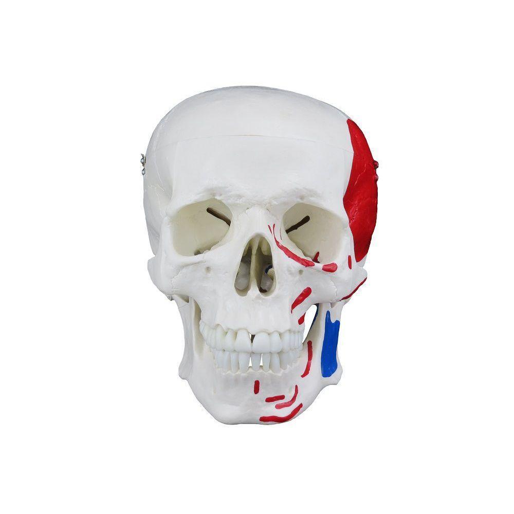 Crânio Humano com Mandíbula Móvel Inserção e Origem Muscular - 2