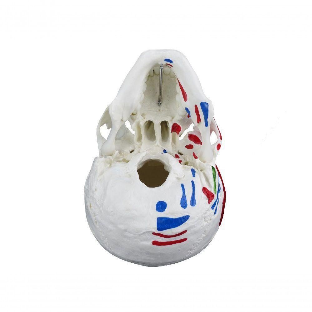 Crânio Humano com Mandíbula Móvel Inserção e Origem Muscular - 5