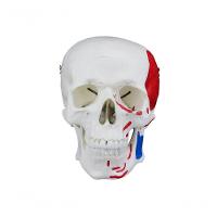 Crânio Humano com Mandíbula Móvel Inserção e Origem Muscular - 1