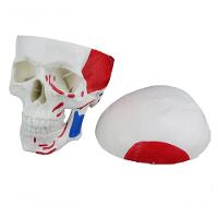 Crânio Humano com Mandíbula Móvel Inserção e Origem Muscular - 3