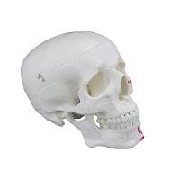 Crânio Humano com Mandíbula Móvel Inserção e Origem Muscular - 8