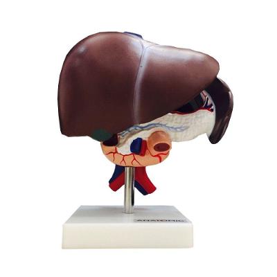 Figado Vesícula Biliar Pâncreas e Duodeno Modelo Anatomia