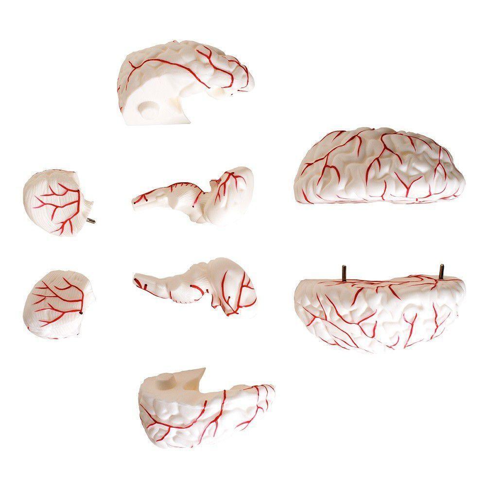 Cérebro Humano Tamanho Natural Vasos Sanguíneos 8 Partes - 3