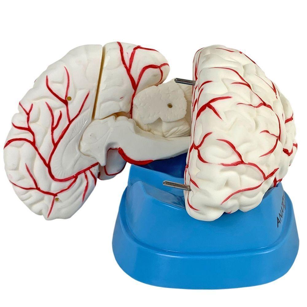 Cérebro Humano Tamanho Natural Vasos Sanguíneos 8 Partes - 4