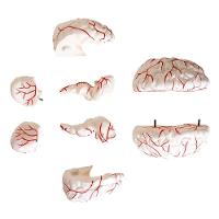 Cérebro Humano Tamanho Natural Vasos Sanguíneos 8 Partes - 5