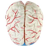 Cérebro Humano Tamanho Natural Vasos Sanguíneos 8 Partes - 11