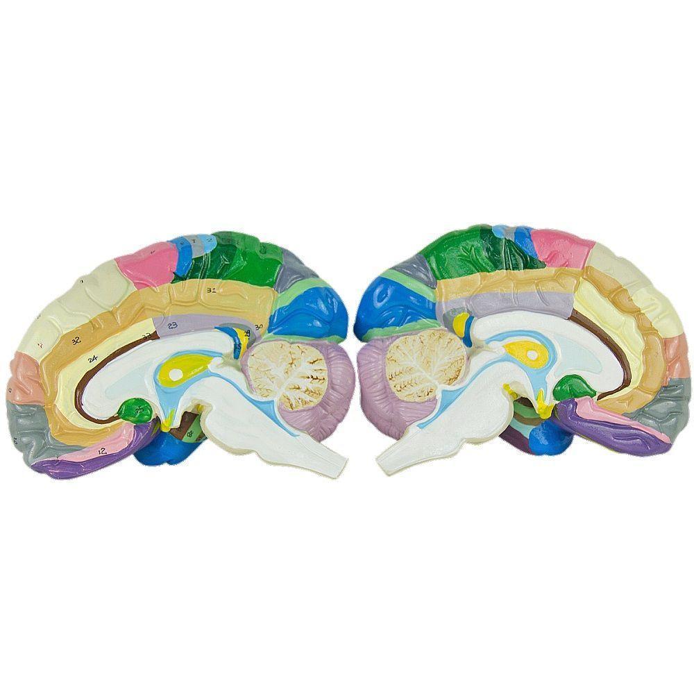 Cérebro Humano Região Funcional do Córtex em 2 Partes - 3
