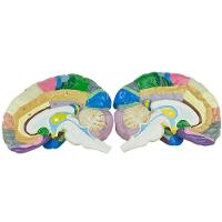 Cérebro Humano Região Funcional do Córtex em 2 Partes - 3