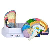 Cérebro Humano Região Funcional do Córtex em 2 Partes