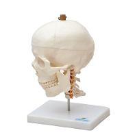 Crânio Humano Mandíbula Móvel e Coluna Cervical - 1