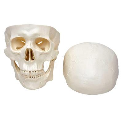 Crânio Humano Tamanho Natural em 3 Partes Anatomia