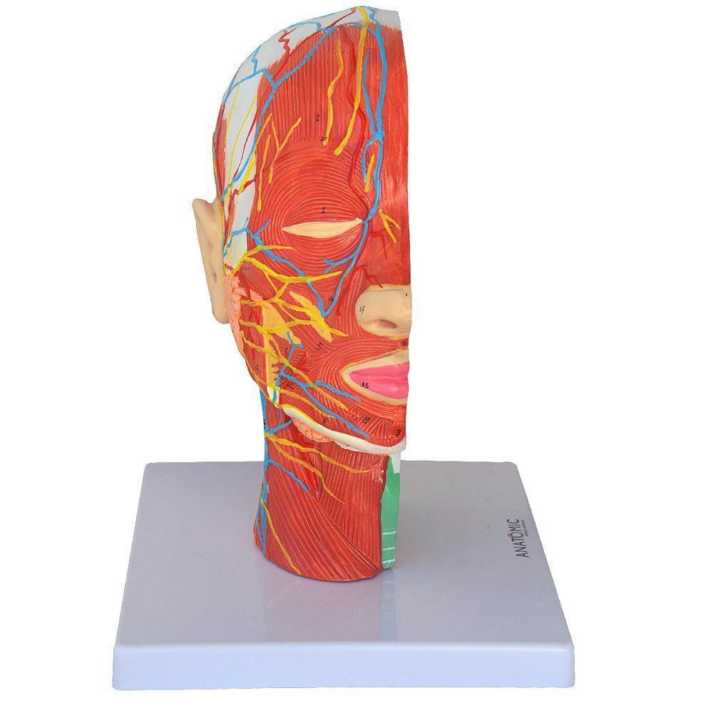 Cabeça Humana Metade com Musculatura e Corte Mediano Cérebro - 2
