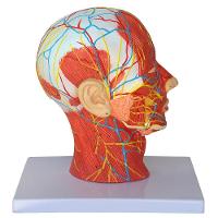 Cabeça Humana Metade com Musculatura e Corte Mediano Cérebro - 1