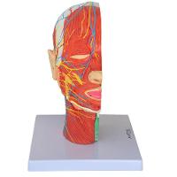 Cabeça Humana Metade com Musculatura e Corte Mediano Cérebro