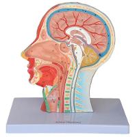 Cabeça Humana Metade com Musculatura e Corte Mediano Cérebro - 5