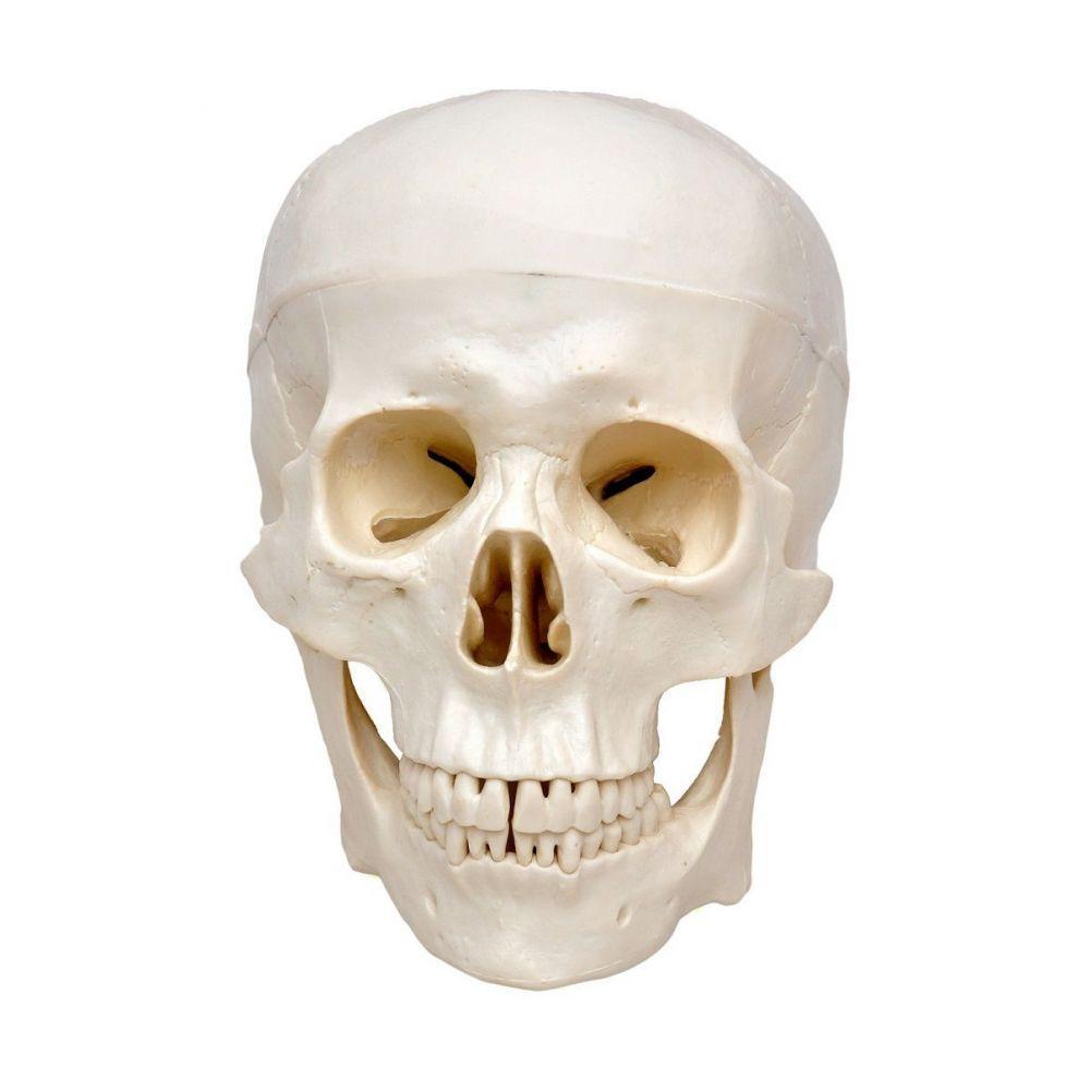 Crânio Com Mandíbula Móvel 3 Partes - 2