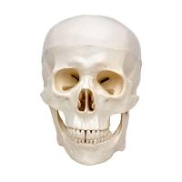 Crânio Com Mandíbula Móvel 3 Partes - 2
