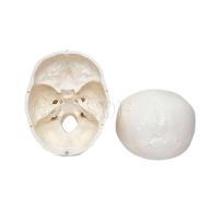 Crânio Com Mandíbula Móvel 3 Partes - 3