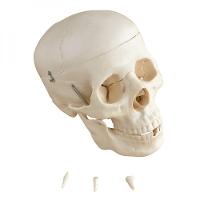 Crânio Humano Tamanho Natural 5 Partes - 1