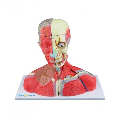 Cabeça Pescoço e Parte do Tronco Musculados em 19 Partes