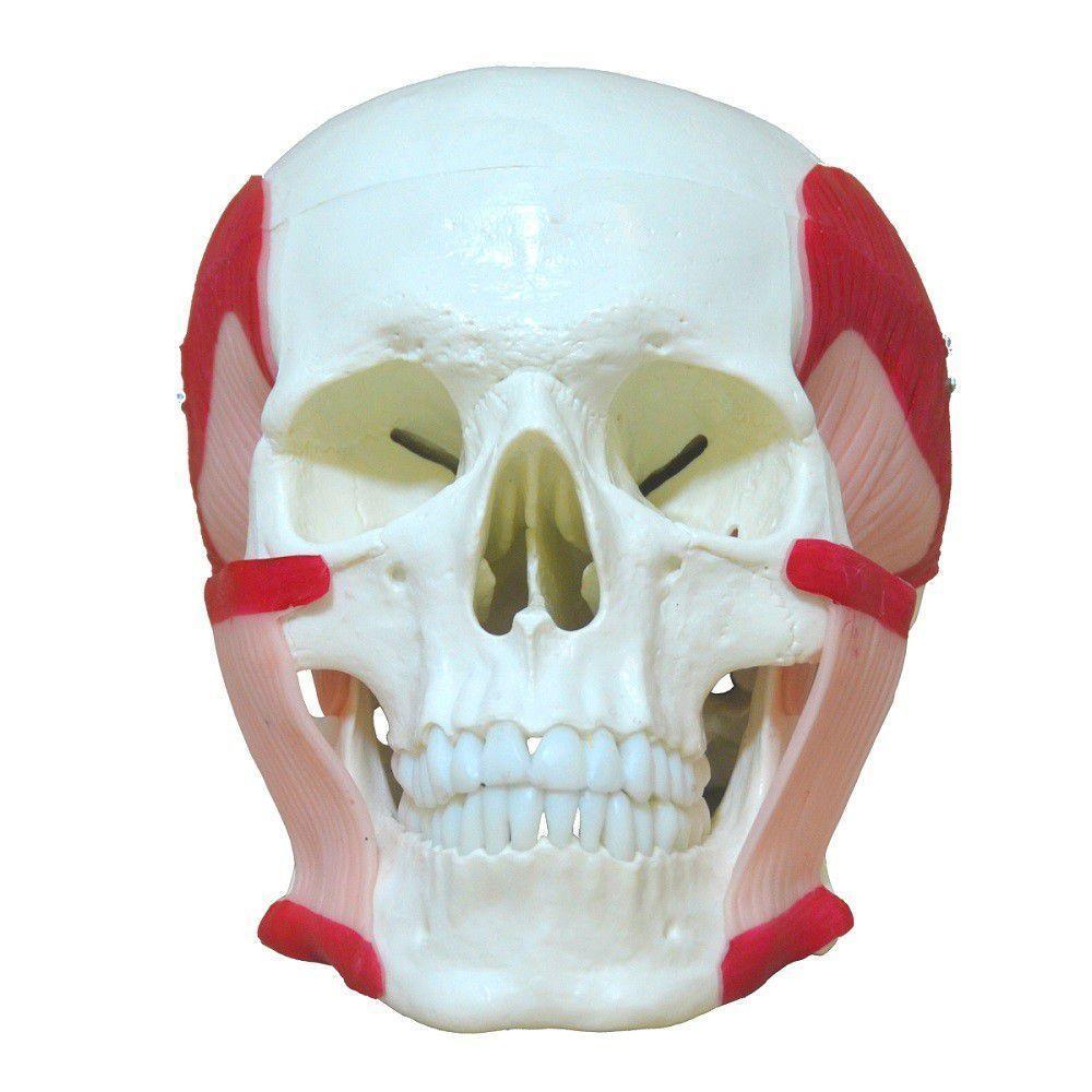 Crânio Humano Músculos da Mastigação Anatomia - 1