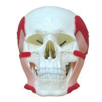 Crânio Humano Músculos da Mastigação Anatomia - 1