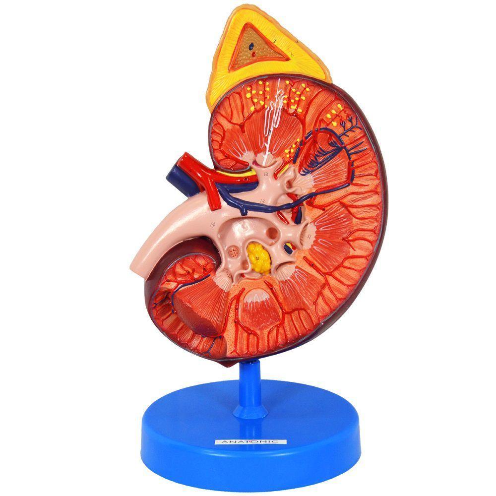 Rim Ampliado Em Corte Sagital - 2