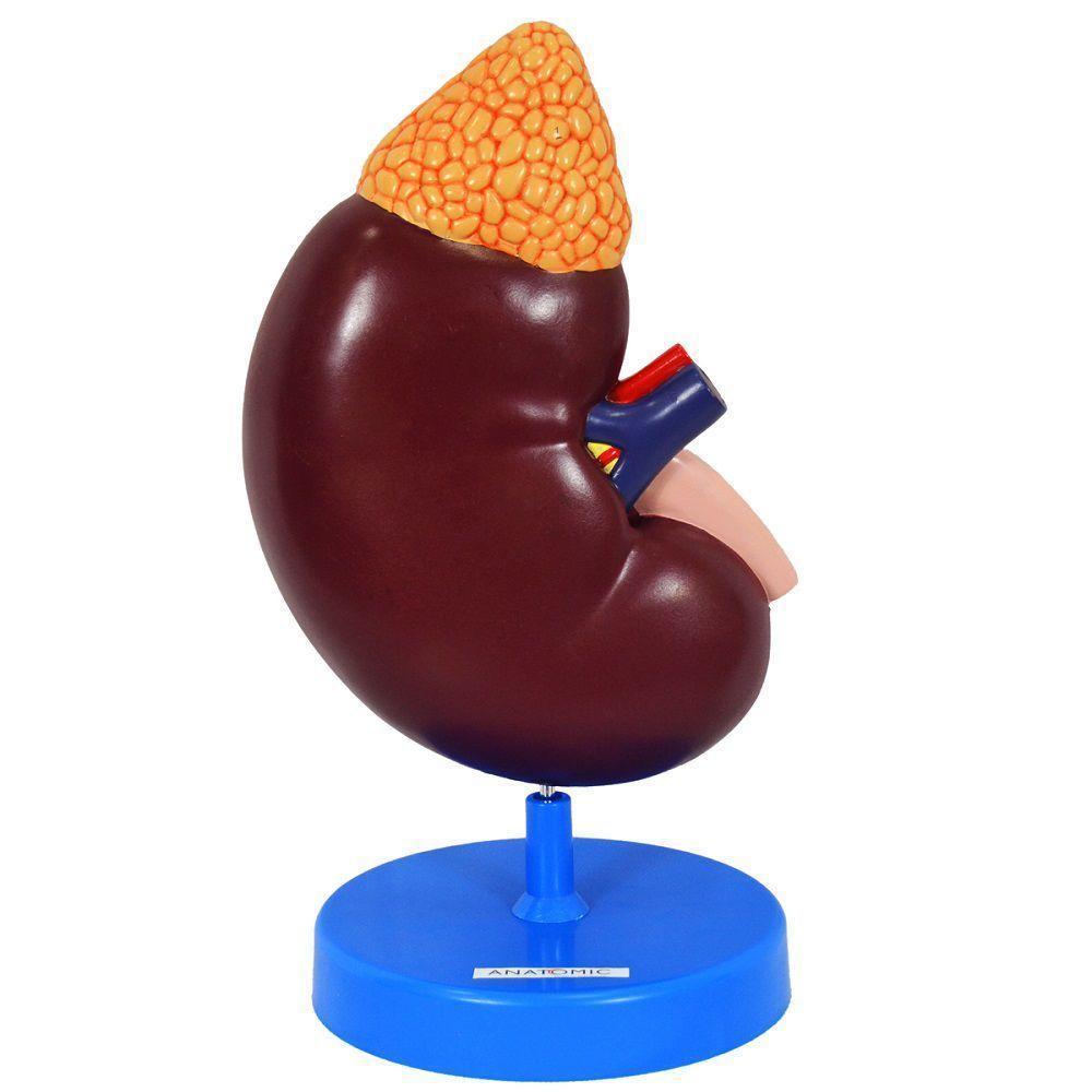 Rim Ampliado Em Corte Sagital - 5