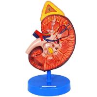 Rim Ampliado Em Corte Sagital - 1