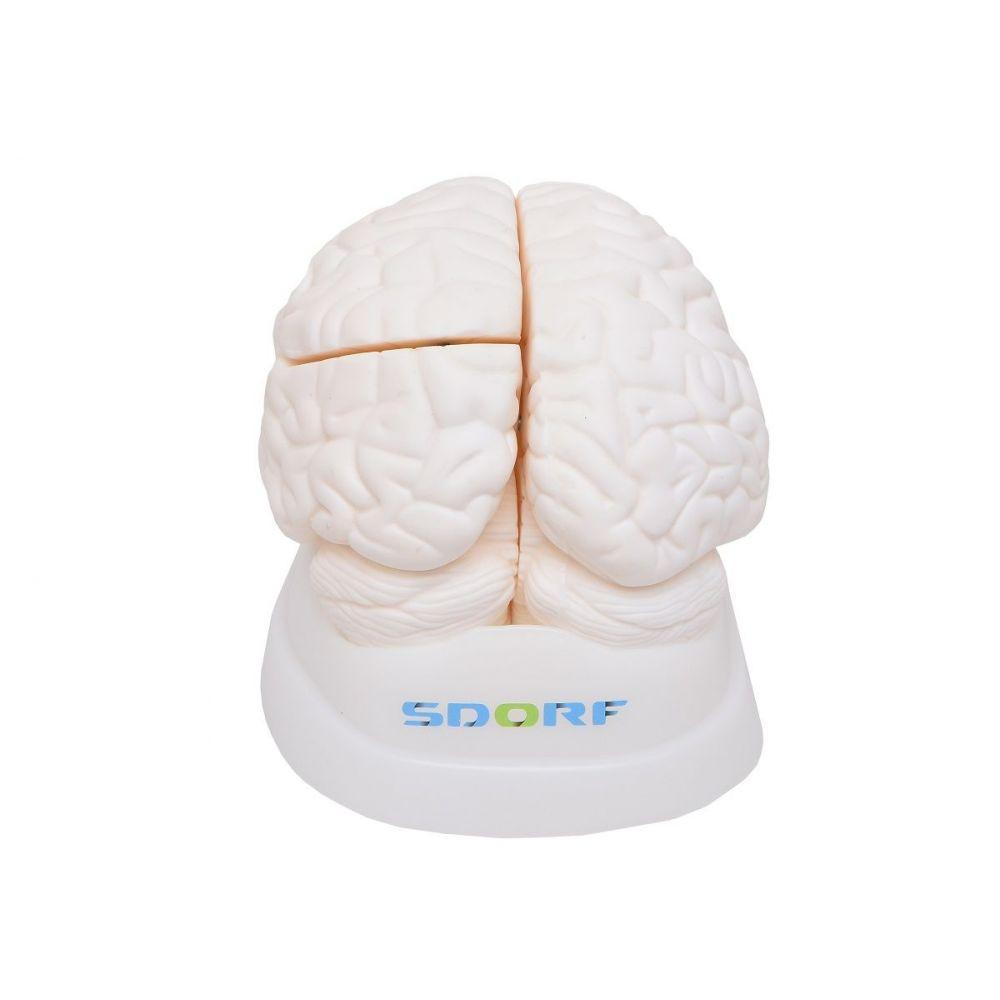 Cérebro Humano Em Tamanho Natural Anatomia - 1