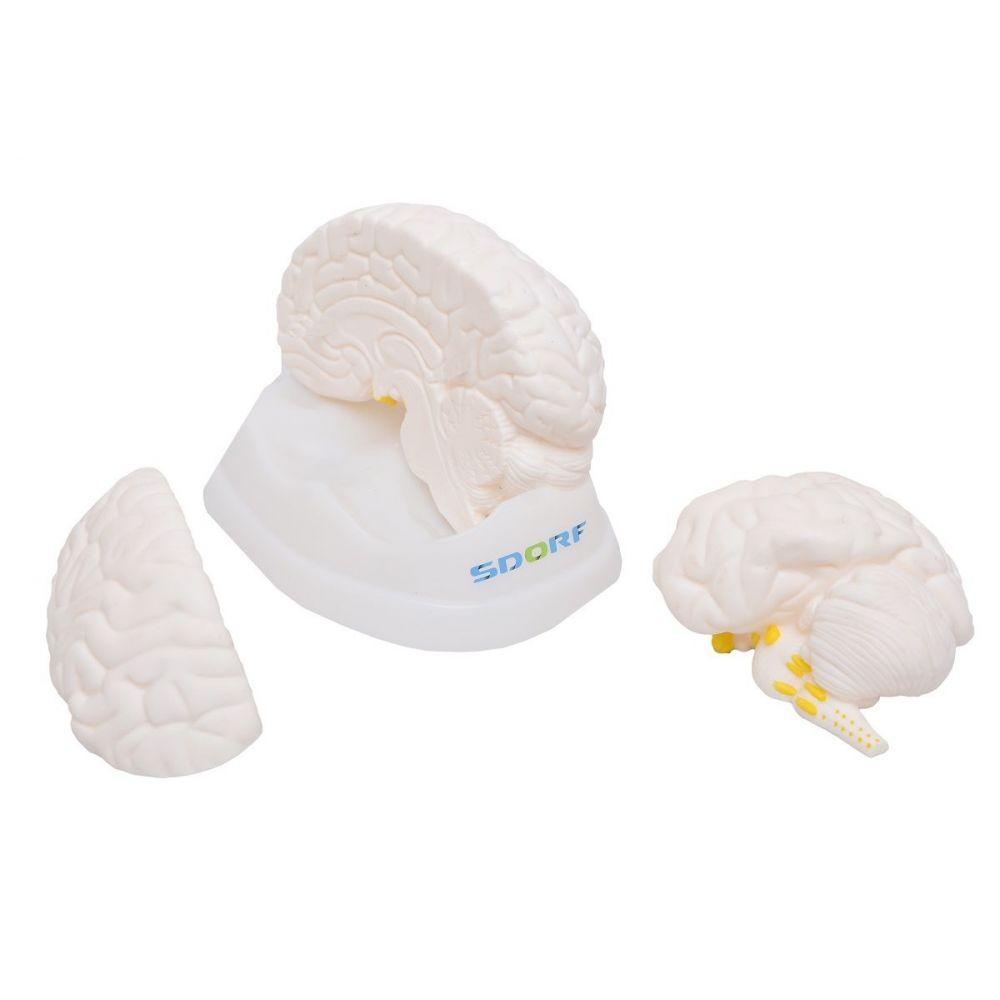 Cérebro Humano Em Tamanho Natural Anatomia - 3