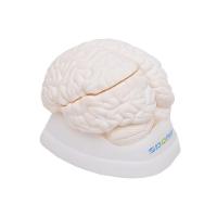 Cérebro Humano Em Tamanho Natural Anatomia - 2