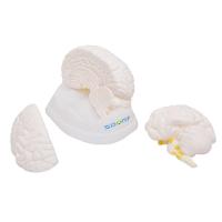 Cérebro Humano Em Tamanho Natural Anatomia - 3