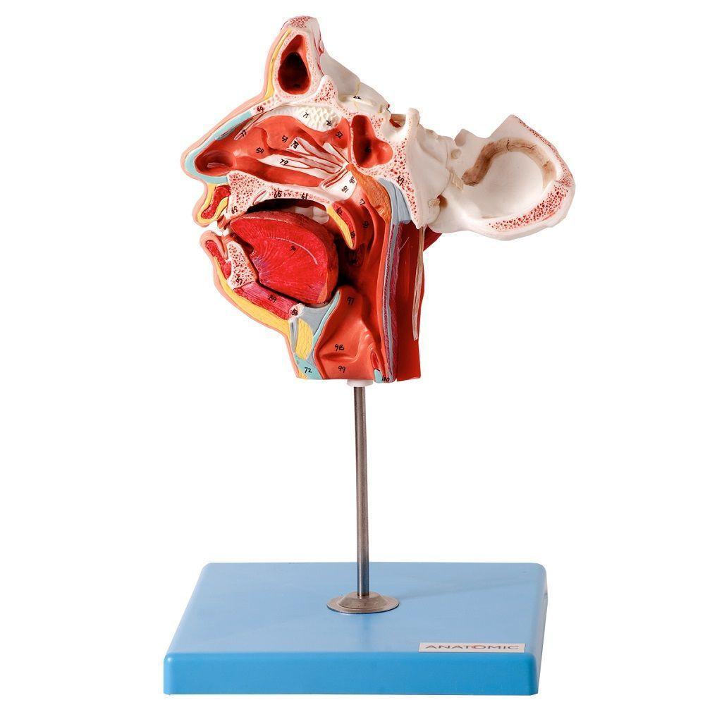 Crânio Facial Demonstrativo De Nervos E Vasos Em 2 Partes - 2