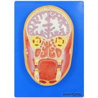 Cabeça Humana em Corte Frontal e Cérebro - 1