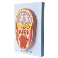 Cabeça Humana em Corte Frontal e Cérebro - 3