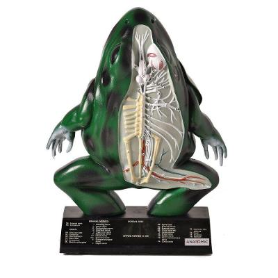 Anatomia do Sapo em Resina Anatomic