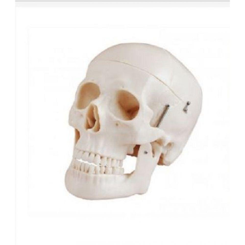 Crânio em 5 Partes Tamanho Natural - 1