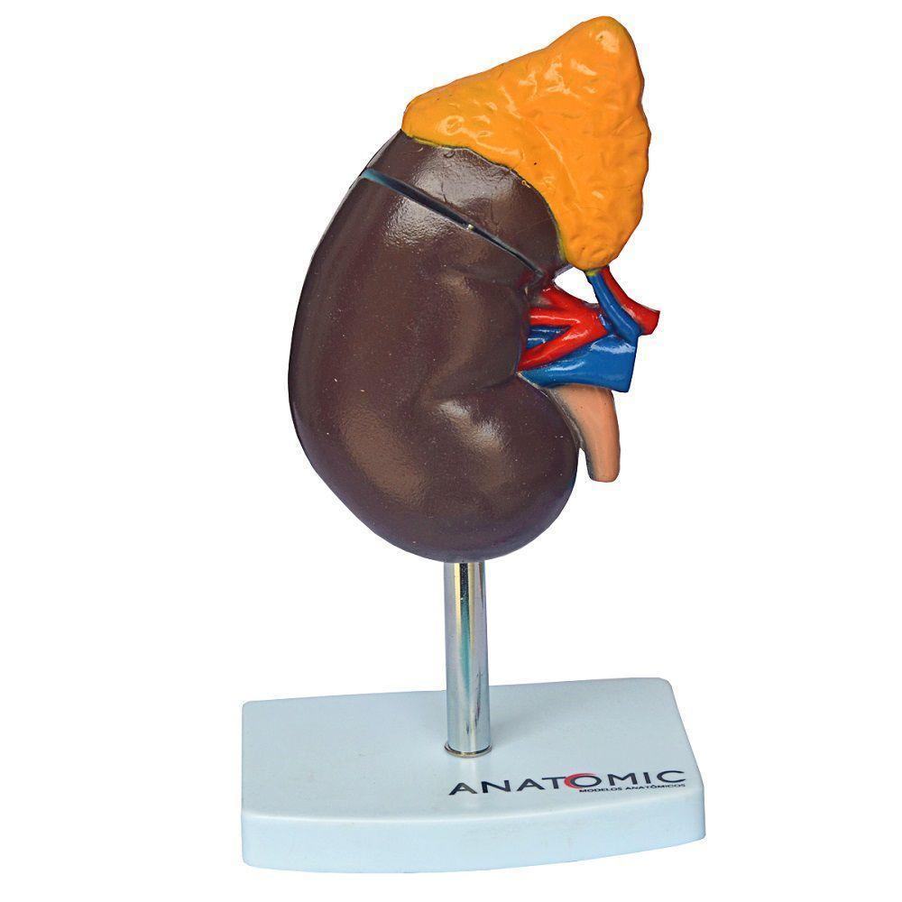 Rim Humano Corte Sagital Em 2 Pts Modelo Anatomia - 1