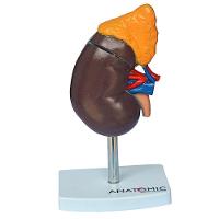 Rim Humano Corte Sagital Em 2 Pts Modelo Anatomia - 1