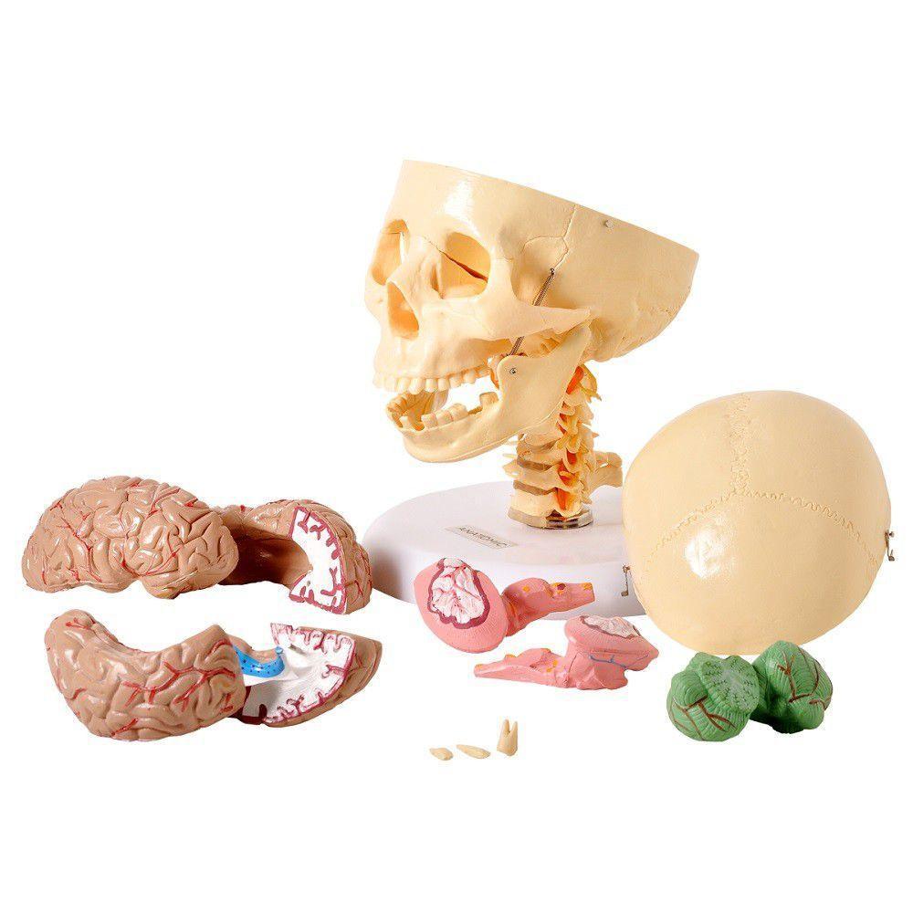Crânio Humano com Coluna Cervical e Cérebro em 13 Partes - 2