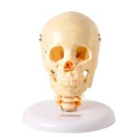 Crânio Humano com Coluna Cervical e Cérebro em 13 Partes - 1