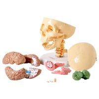 Crânio Humano com Coluna Cervical e Cérebro em 13 Partes - 2