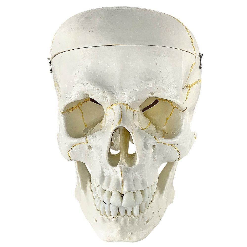 Crânio Humano, Em 5 Partes - 7