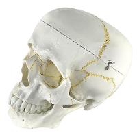 Crânio Humano, Em 5 Partes - 5