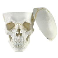 Crânio Humano, Em 5 Partes - 12