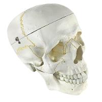 Crânio Humano, Em 5 Partes - 14