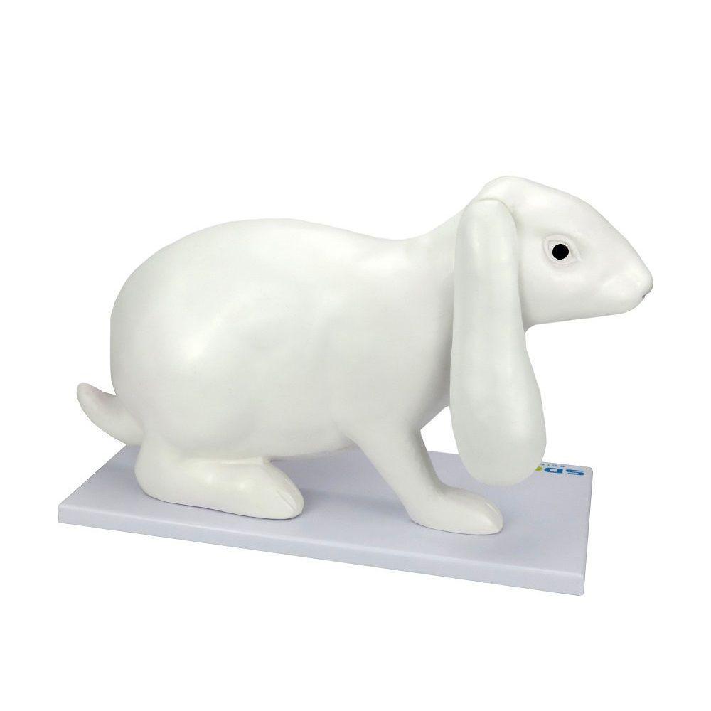 Anatomia do Coelho em 9 Partes - 3