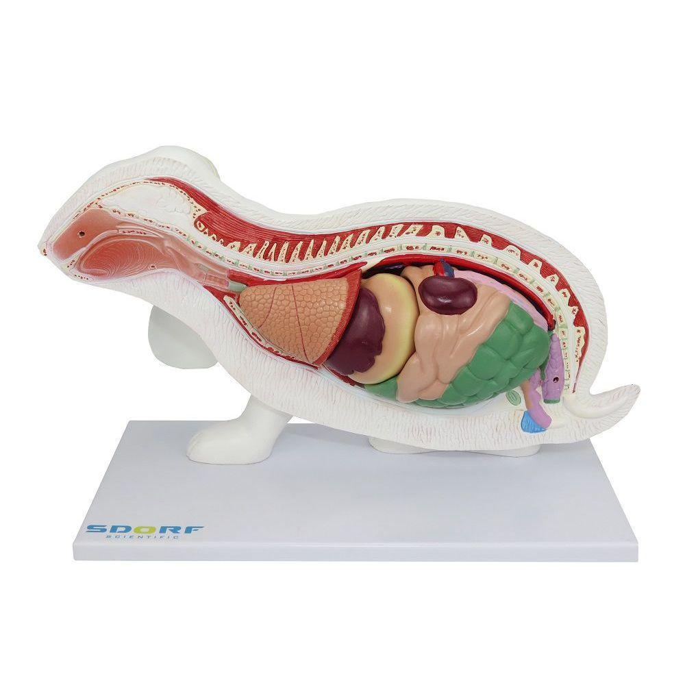 Anatomia do Coelho em 9 Partes - 5